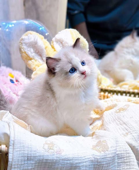 Ragdoll