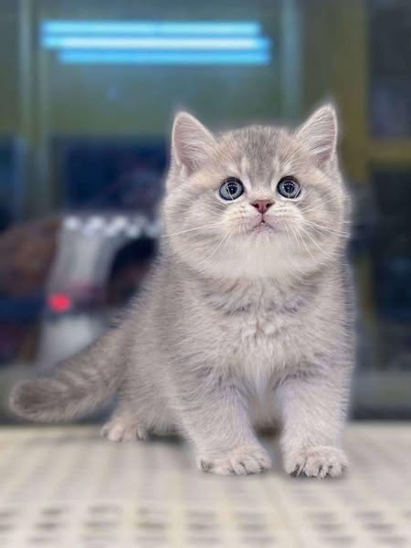British Shorthair