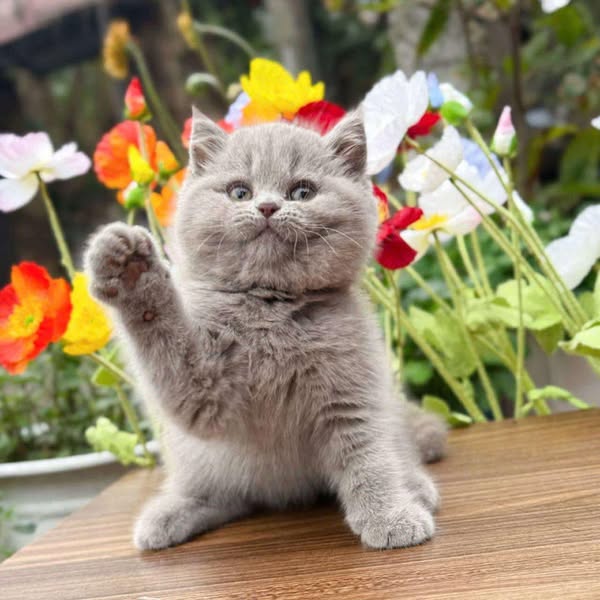 British Shorthair