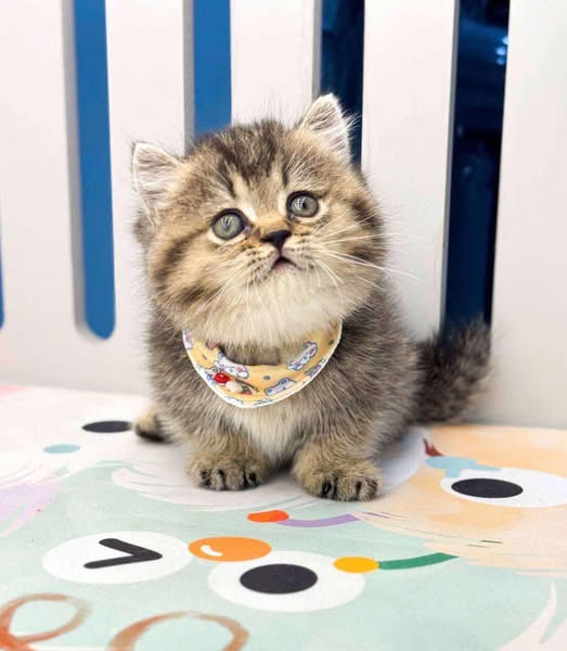 Munchkin