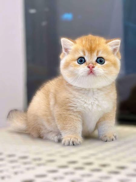British Shorthair