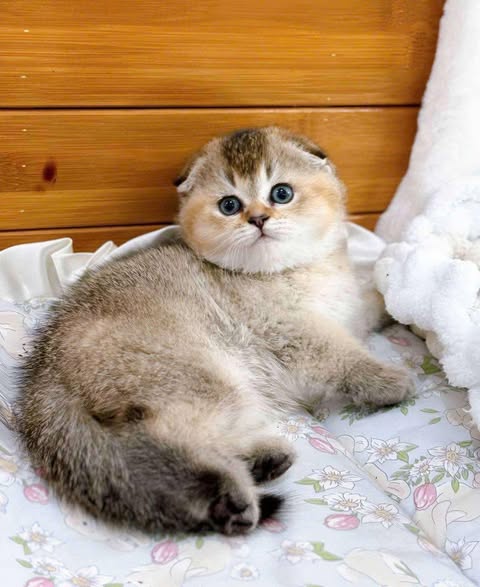Scottish Fold