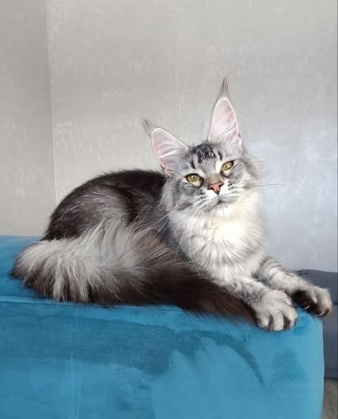 Maine Coon