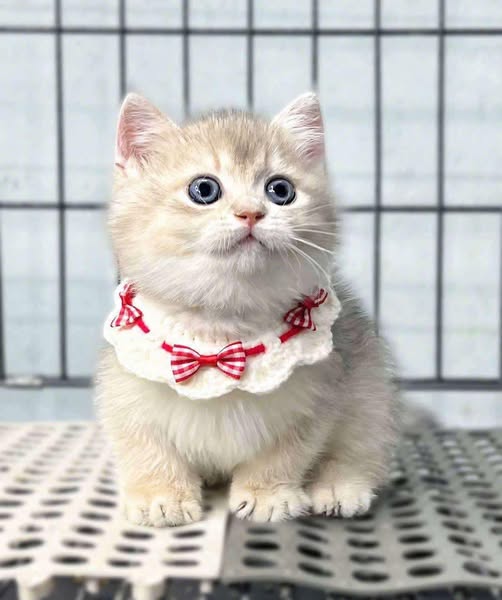 Munchkin