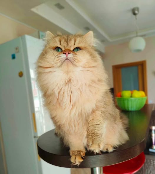 British Longhair