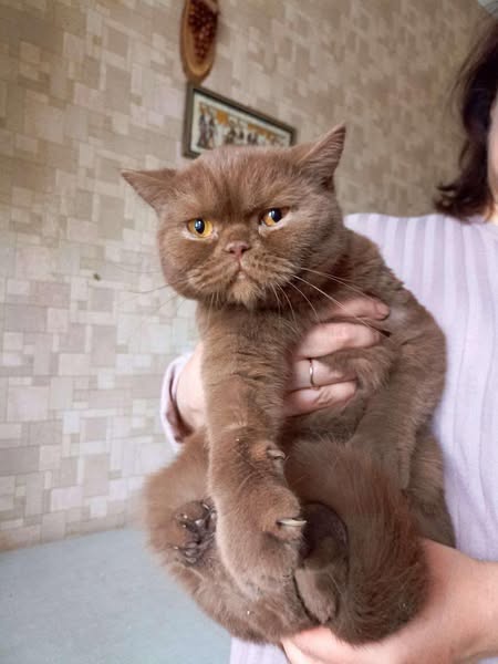 British Shorthair