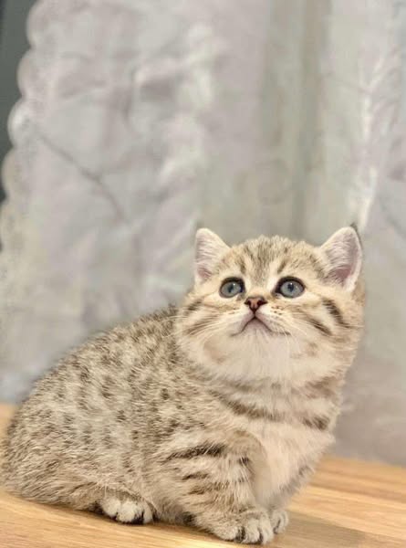 Munchkin