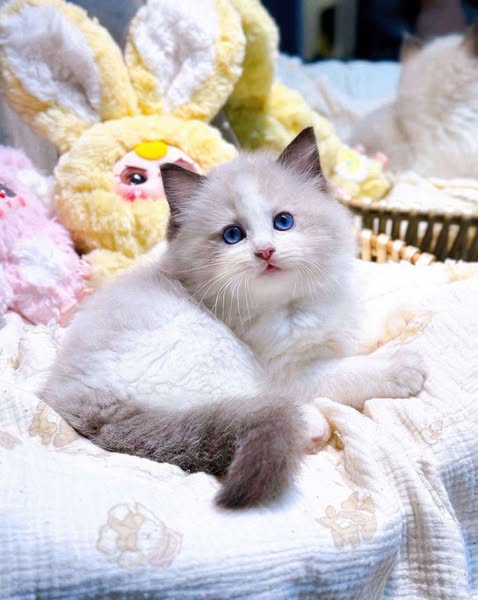 Ragdoll