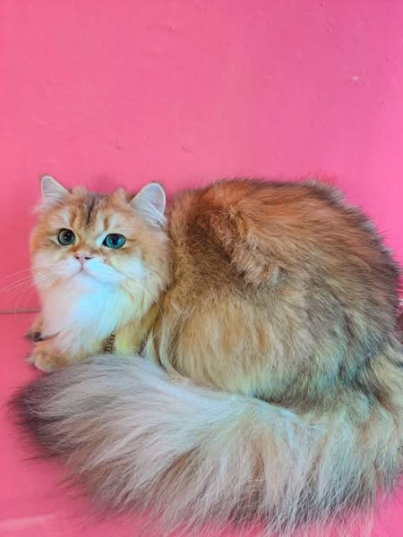 British Longhair