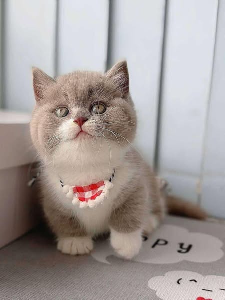 Munchkin