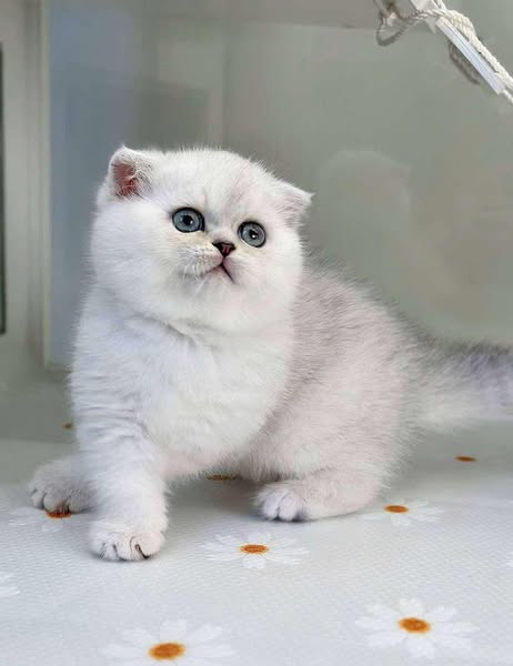 Scottish Fold