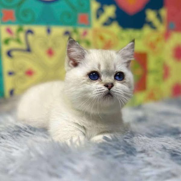 Munchkin
