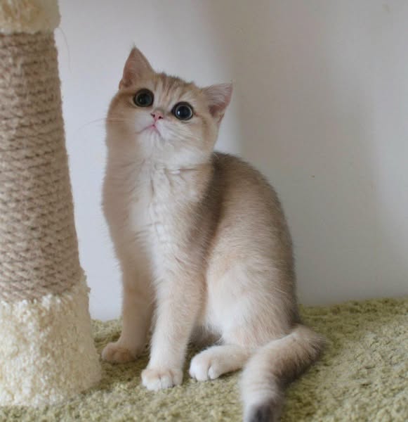 British Shorthair