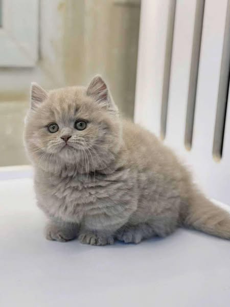 Munchkin Longhair