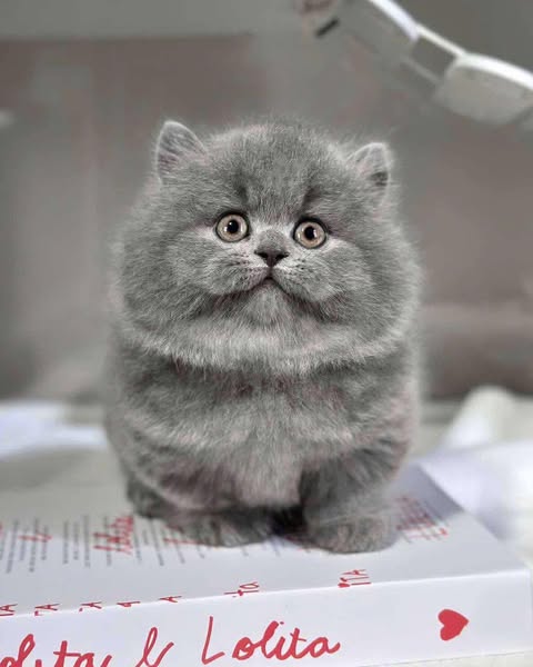 Munchkin Longhair