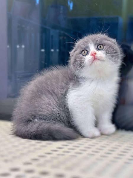 Scottish Fold