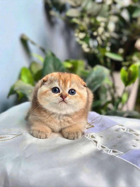 Scottish Fold