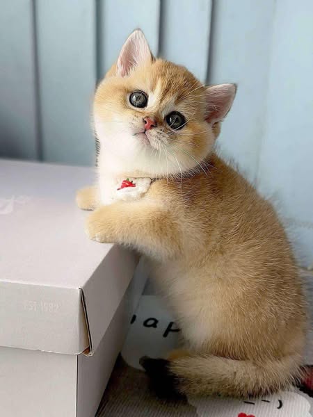British Shorthair