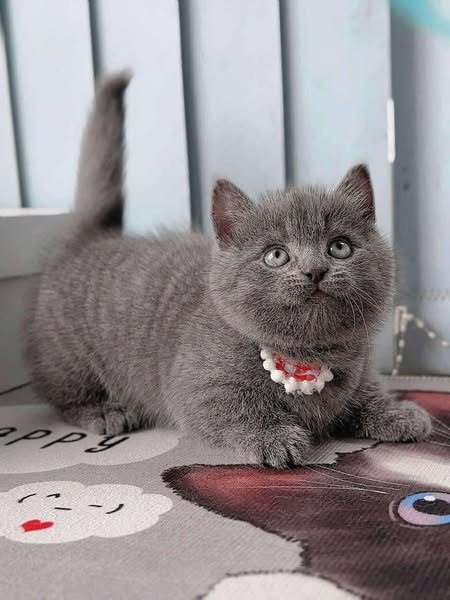 Munchkin