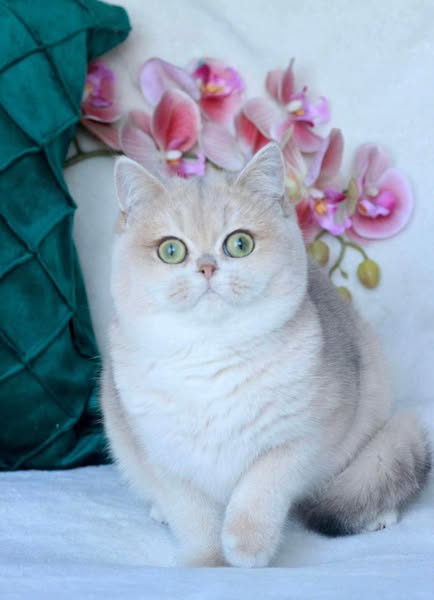 British Shorthair