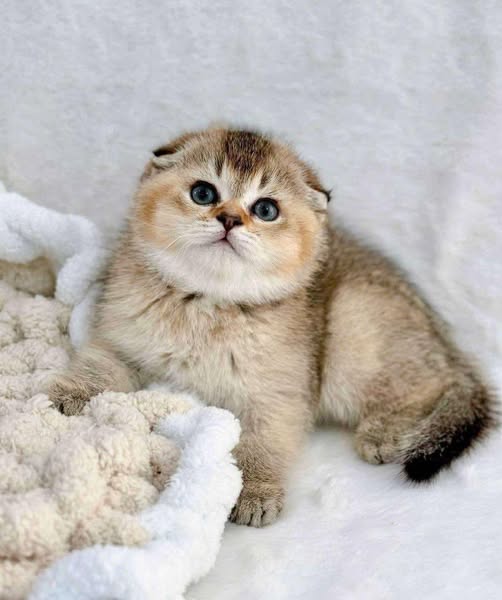 Scottish Fold