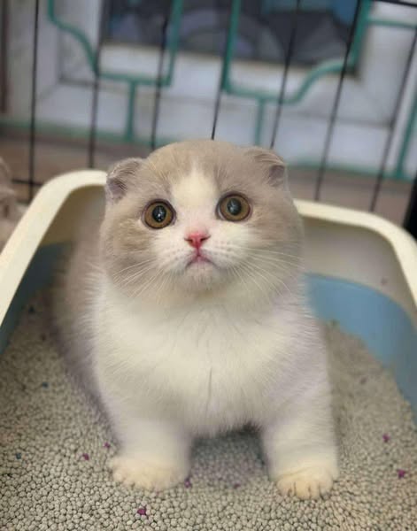 Munchkin Fold