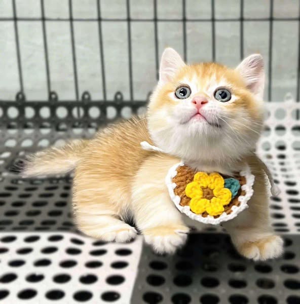 Munchkin