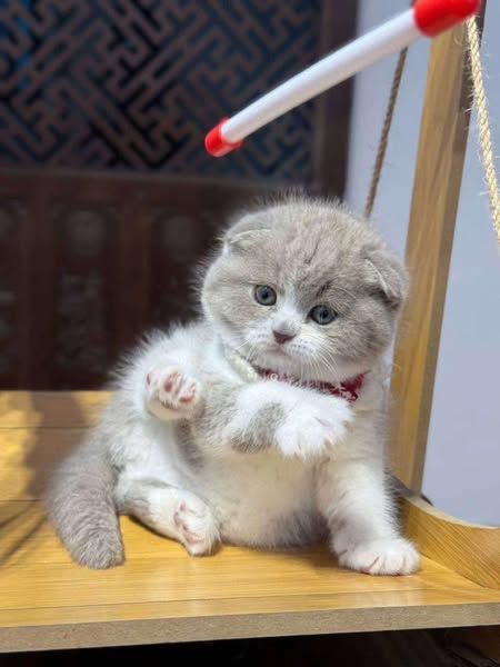 Scottish Fold