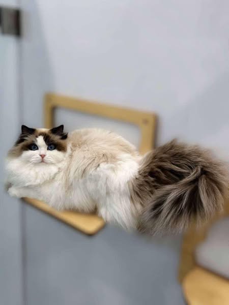 Ragdoll