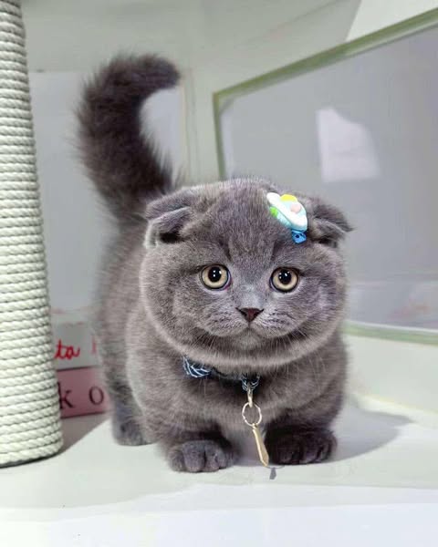 Munchkin Fold