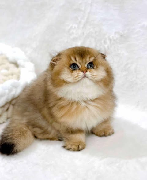 Scottish Fold Longhair