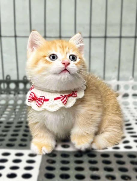 Munchkin