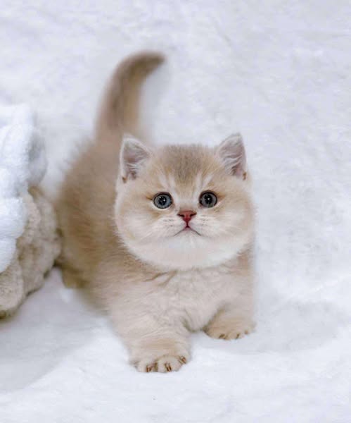 Munchkin