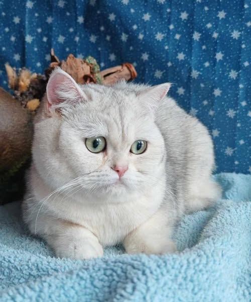 British Shorthair
