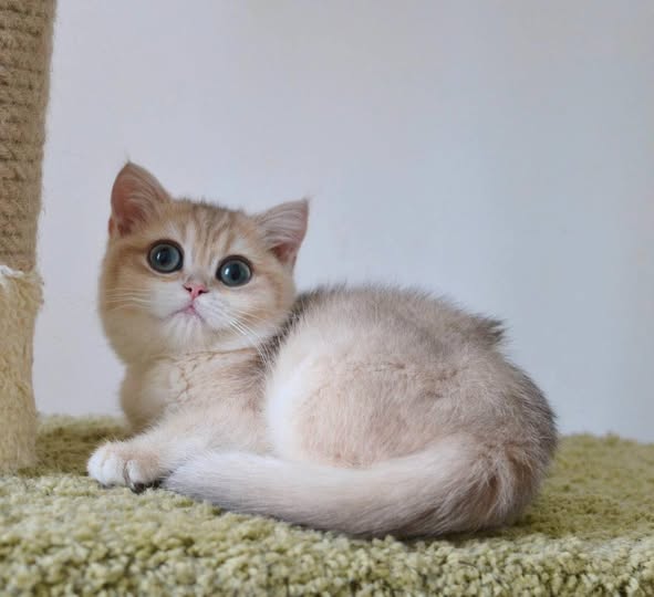 British Shorthair