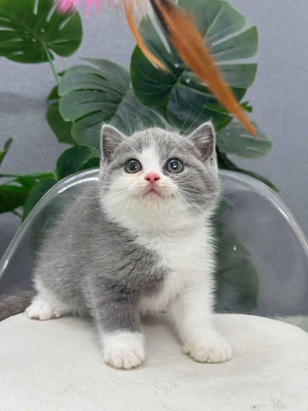 British Shorthair