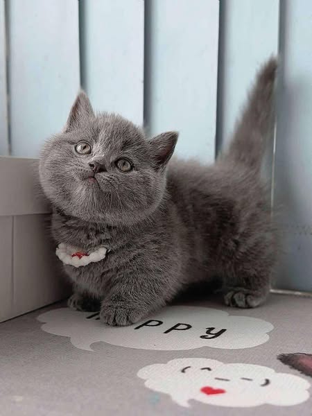 Munchkin