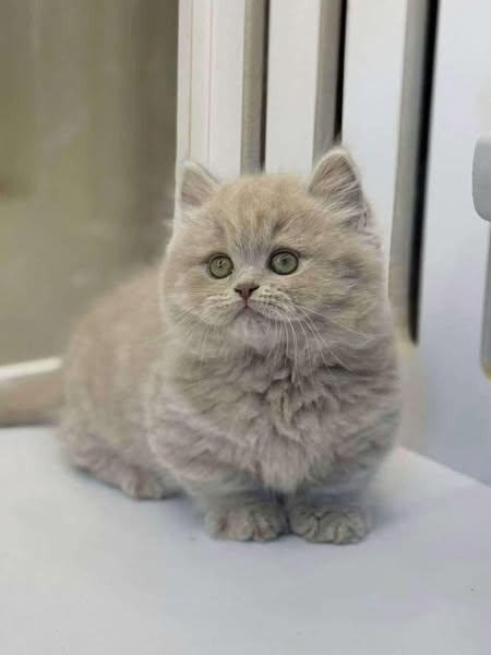 Munchkin Longhair