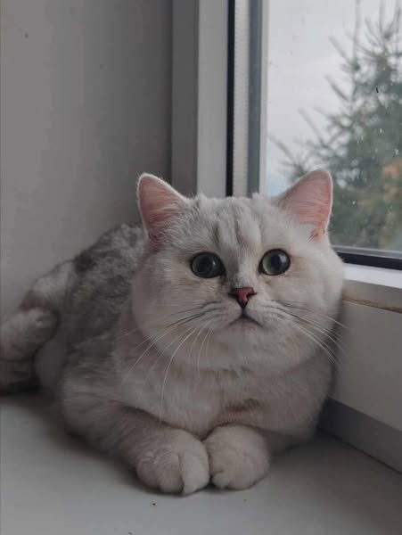 British Shorthair