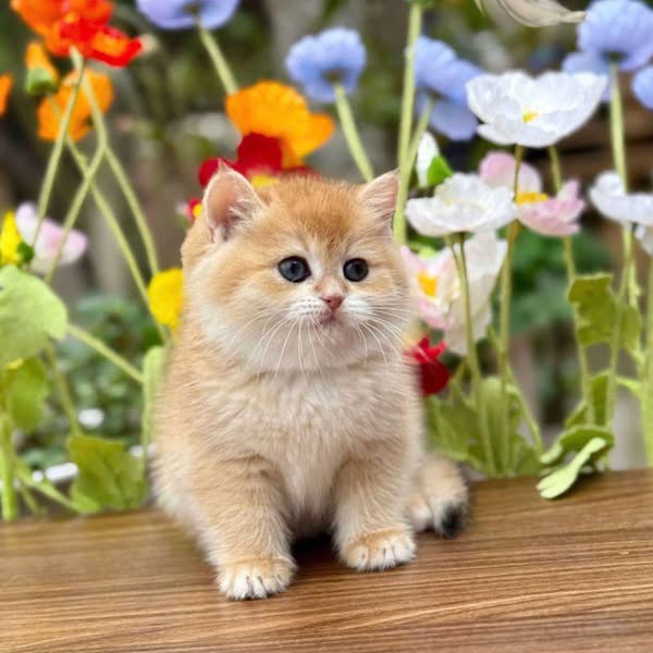 British Shorthair