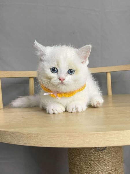 Munchkin