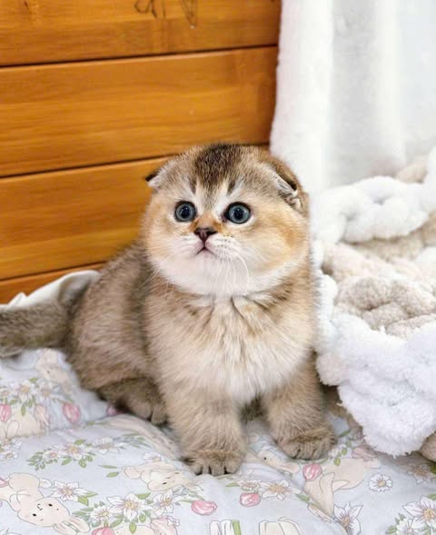 Scottish Fold