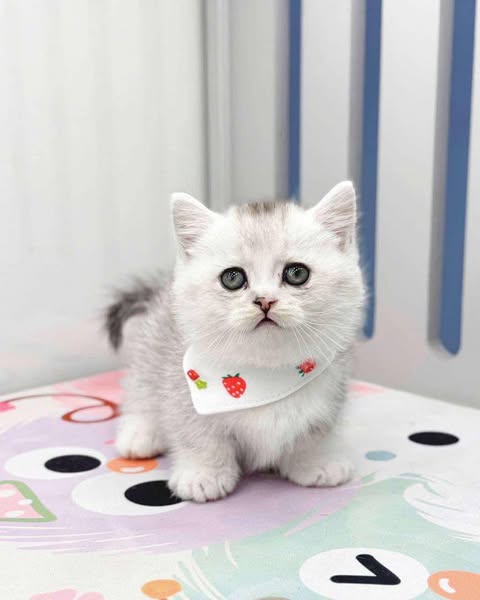 Munchkin