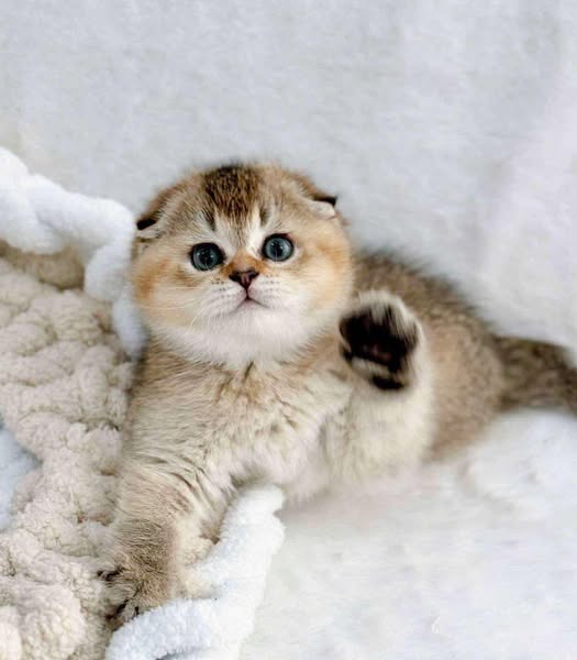 Scottish Fold