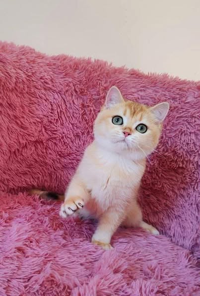 Munchkin