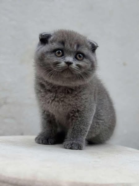 Scottish Fold