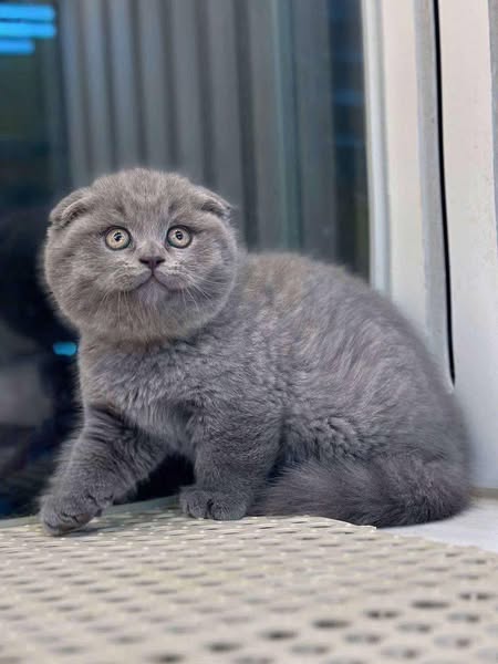 Scottish Fold
