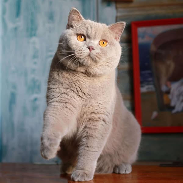 British Shorthair