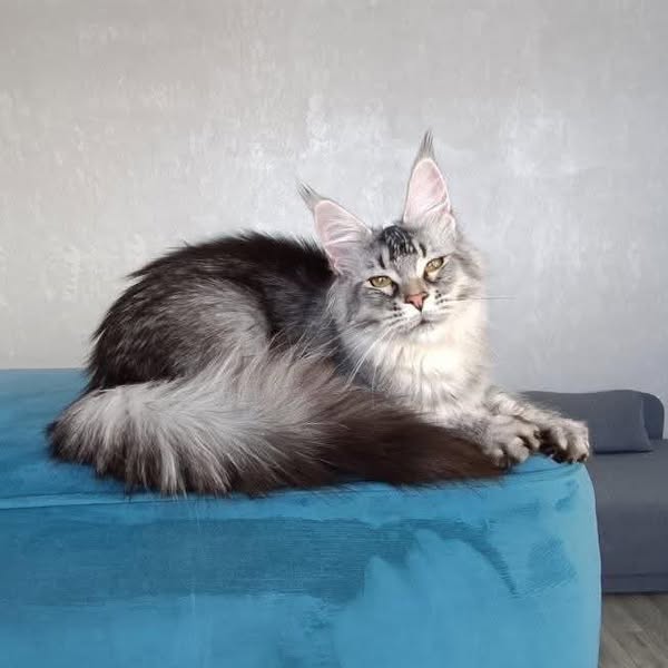 Maine Coon