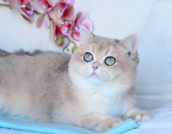 British Shorthair